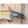 Image 2 : 22" Catfish Real Skin Fish Taxidermy