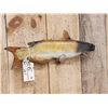 Image 3 : 22" Catfish Real Skin Fish Taxidermy