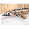Image 2 : 32" Sturgeon Real Skin Fish Taxidermy