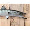 Image 2 : 31" Barracuda Reproduction Fish Taxidermy