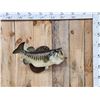 Image 1 : 24" Largemouth Bass Real Skin Fish Taxidermy