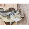 Image 3 : 24" Largemouth Bass Real Skin Fish Taxidermy