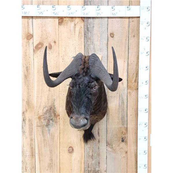 African Black Wildebeest Shoulder Mount Taxidermy