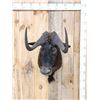 Image 1 : African Black Wildebeest Shoulder Mount Taxidermy