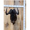 Image 1 : African Black Wildebeest Shoulder Mount Taxidermy