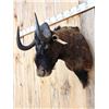 Image 2 : African Black Wildebeest Shoulder Mount Taxidermy