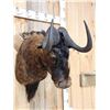 Image 3 : African Black Wildebeest Shoulder Mount Taxidermy