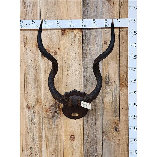 African Kudu Horns On Plaque Taxidermy