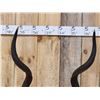 Image 4 : African Kudu Horns On Plaque Taxidermy