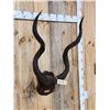 Image 5 : African Kudu Horns On Plaque Taxidermy