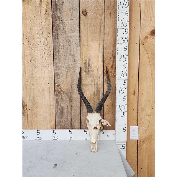 African Blesbok Skull Taxidermy