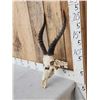 Image 2 : African Blesbok Skull Taxidermy