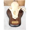 Image 2 : Canadian Black Bear Skull On Plaque