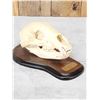 Image 5 : Canadian Black Bear Skull On Plaque