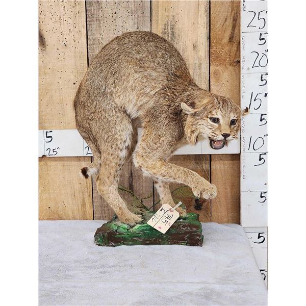 Bobcat Full Body Taxidermy Mount