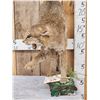 Image 3 : Bobcat Full Body Taxidermy Mount