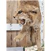 Image 4 : Bobcat Full Body Taxidermy Mount