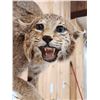 Image 5 : Bobcat Full Body Taxidermy Mount
