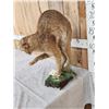 Image 6 : Bobcat Full Body Taxidermy Mount