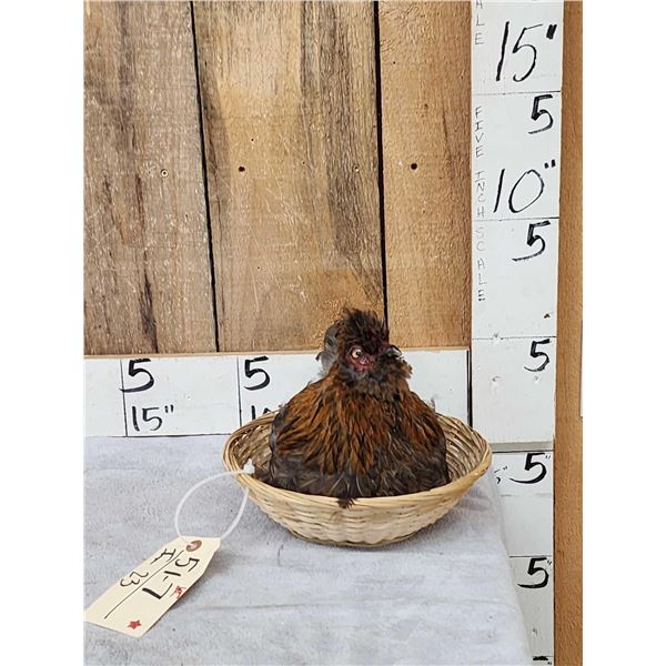 Chicken In A Basket Full Body Bird Taxidermy