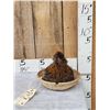 Image 1 : Chicken In A Basket Full Body Bird Taxidermy