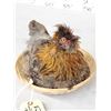 Image 3 : Chicken In A Basket Full Body Bird Taxidermy
