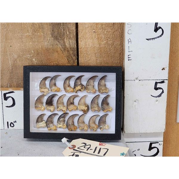 20 Black Bear Claws Taxidermy
