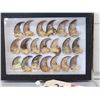 Image 2 : 20 Black Bear Claws Taxidermy