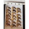 Image 3 : 20 Black Bear Claws Taxidermy
