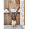 Image 2 : Goat Ibex Cross Skull Taxidermy