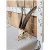 Image 3 : Goat Ibex Cross Skull Taxidermy