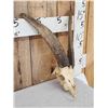 Image 4 : Goat Ibex Cross Skull Taxidermy