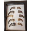 Image 2 : 10 Black Bear Claws In Frame Taxidermy