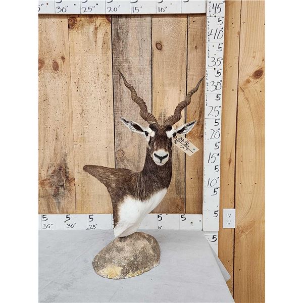 Indian Black Buck Table Top Pedestal Taxidermy Mount