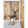 Image 1 : Indian Black Buck Table Top Pedestal Taxidermy Mount