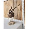Image 2 : Indian Black Buck Table Top Pedestal Taxidermy Mount