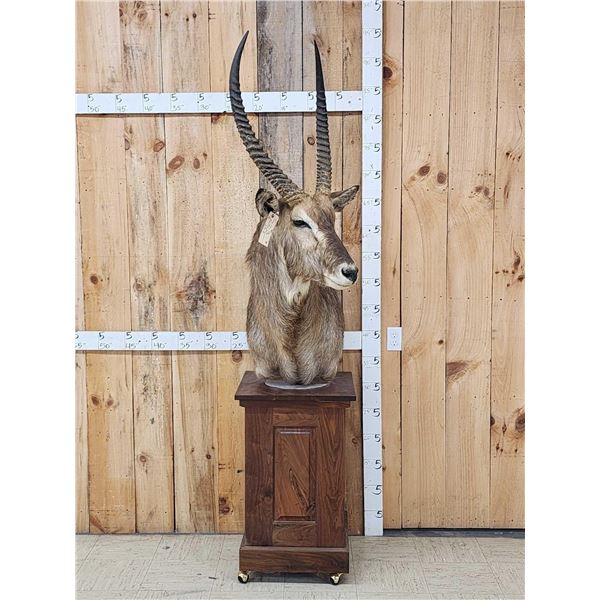 African Waterbuck Pedestal Taxidermy Mount