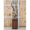 Image 1 : African Waterbuck Pedestal Taxidermy Mount
