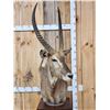 Image 2 : African Waterbuck Pedestal Taxidermy Mount