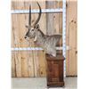 Image 3 : African Waterbuck Pedestal Taxidermy Mount