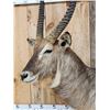 Image 4 : African Waterbuck Pedestal Taxidermy Mount