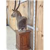 Image 5 : African Waterbuck Pedestal Taxidermy Mount