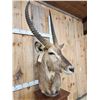 Image 7 : African Waterbuck Pedestal Taxidermy Mount