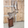 Image 8 : African Waterbuck Pedestal Taxidermy Mount