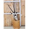 Image 1 : African Gemsbok Pedestal Taxidermy Mount