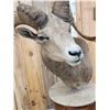Image 10 : Desert Bighorn Sheep Pedestal Taxidermy Mount
