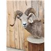 Image 3 : Desert Bighorn Sheep Pedestal Taxidermy Mount
