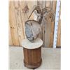 Image 6 : Desert Bighorn Sheep Pedestal Taxidermy Mount