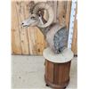 Image 8 : Desert Bighorn Sheep Pedestal Taxidermy Mount