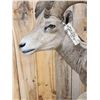 Image 9 : Desert Bighorn Sheep Pedestal Taxidermy Mount